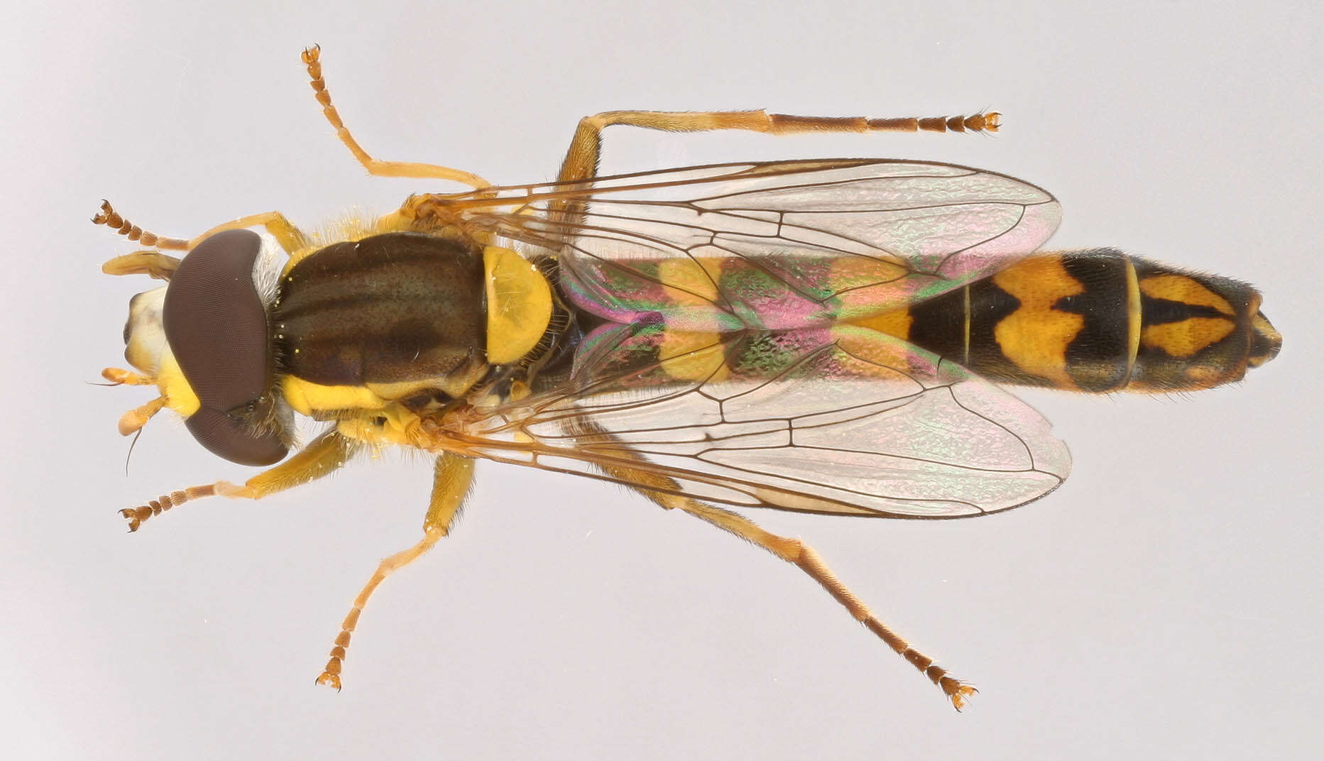 Image of Sphaerophoria scripta (Linnaeus 1758)