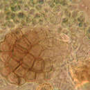 صورة Dictyosporium toruloides (Corda) Guég. 1905
