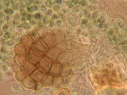 Слика од Dictyosporium toruloides (Corda) Guég. 1905