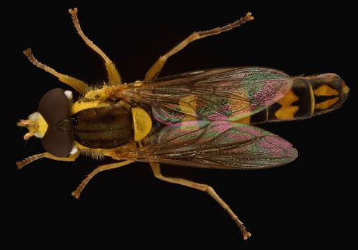 Image of Sphaerophoria scripta (Linnaeus 1758)