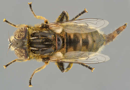 Image of Eristalinus sepulchralis (Linnaeus 1758)