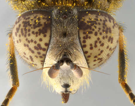 Image of Eristalinus sepulchralis (Linnaeus 1758)