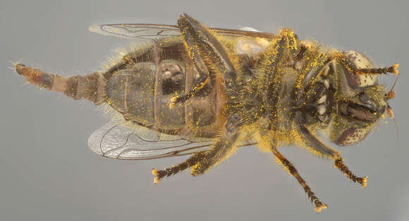 Image of Eristalinus sepulchralis (Linnaeus 1758)