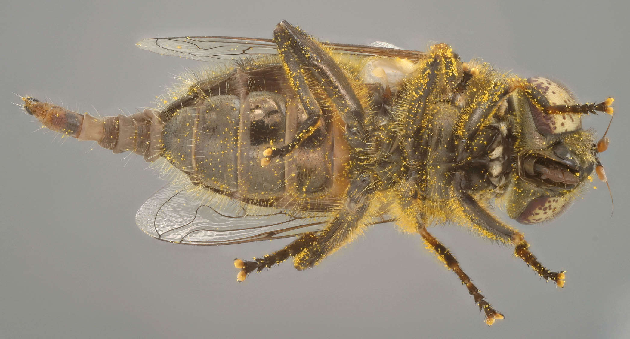 Image of Eristalinus sepulchralis (Linnaeus 1758)