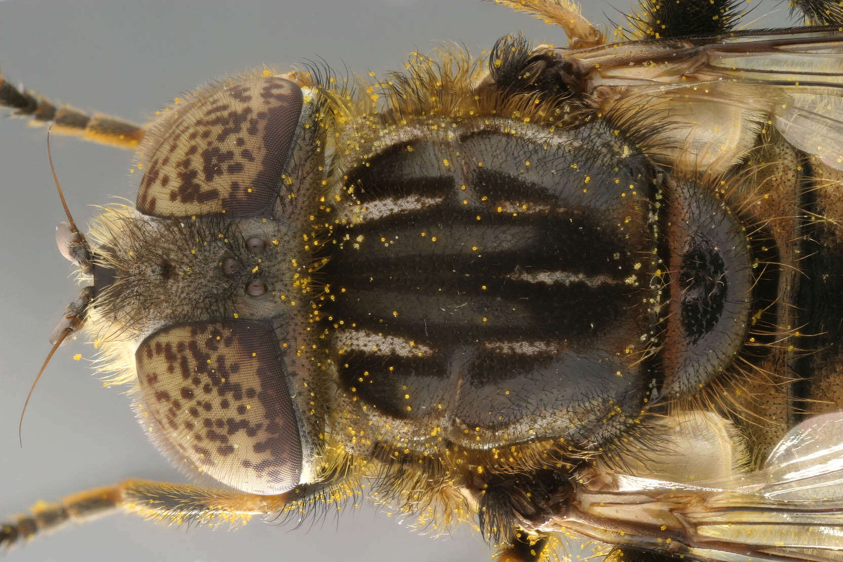 Image of Eristalinus sepulchralis (Linnaeus 1758)