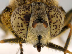 Image of Eristalinus sepulchralis (Linnaeus 1758)