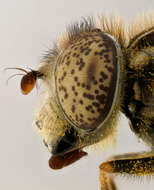 Image of Eristalinus sepulchralis (Linnaeus 1758)