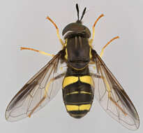 Image of Chrysotoxum bicinctum (Linnaeus 1758)