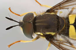 Image of Chrysotoxum bicinctum (Linnaeus 1758)