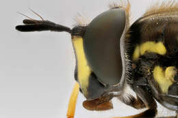 Image of Chrysotoxum bicinctum (Linnaeus 1758)