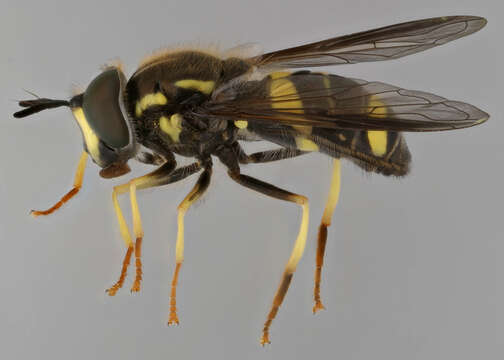 Image of Chrysotoxum bicinctum (Linnaeus 1758)