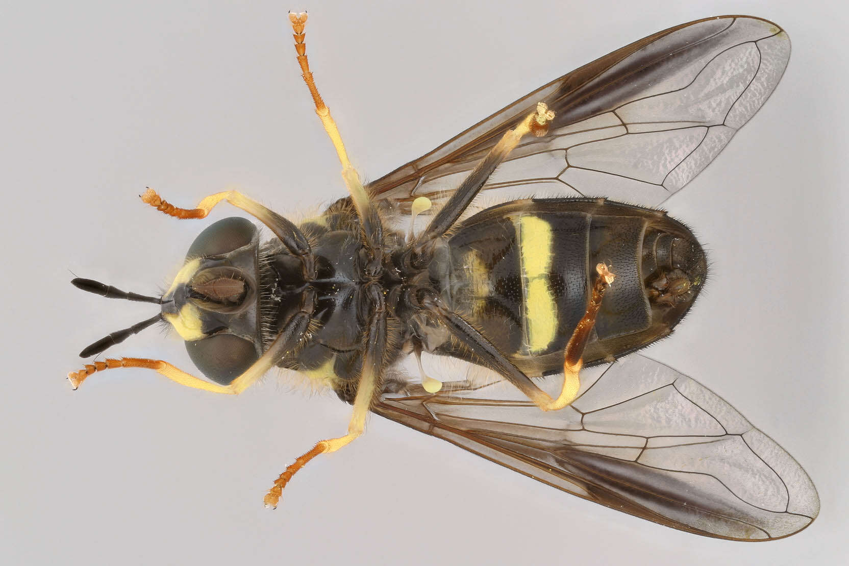 Image of Chrysotoxum bicinctum (Linnaeus 1758)