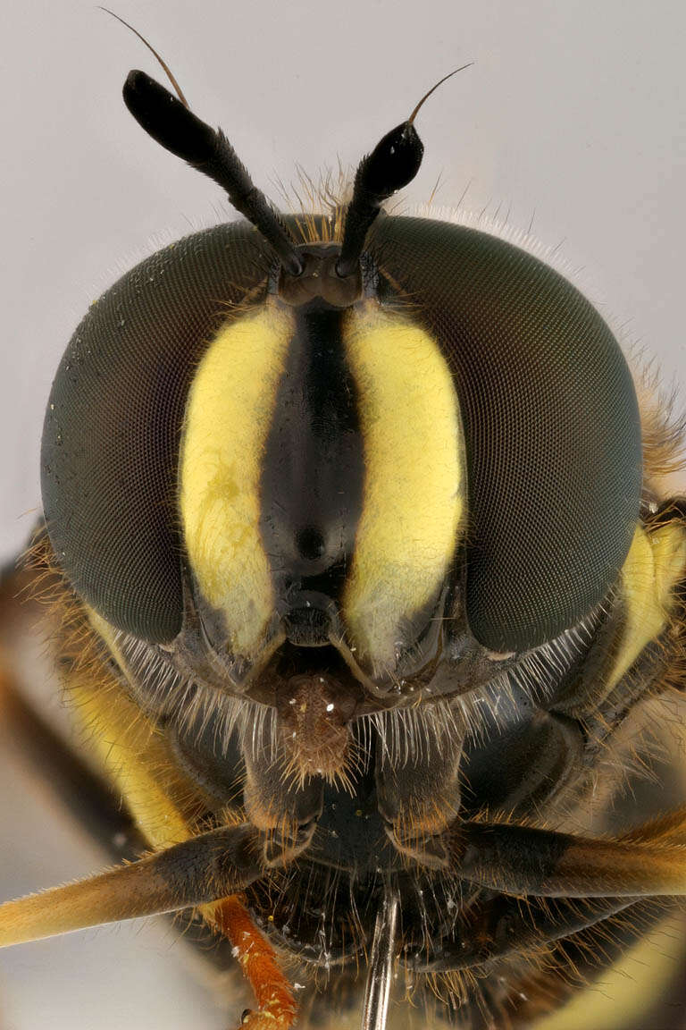 Image of Chrysotoxum bicinctum (Linnaeus 1758)