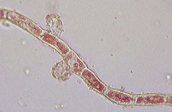 Image of Trentepohlia abietina