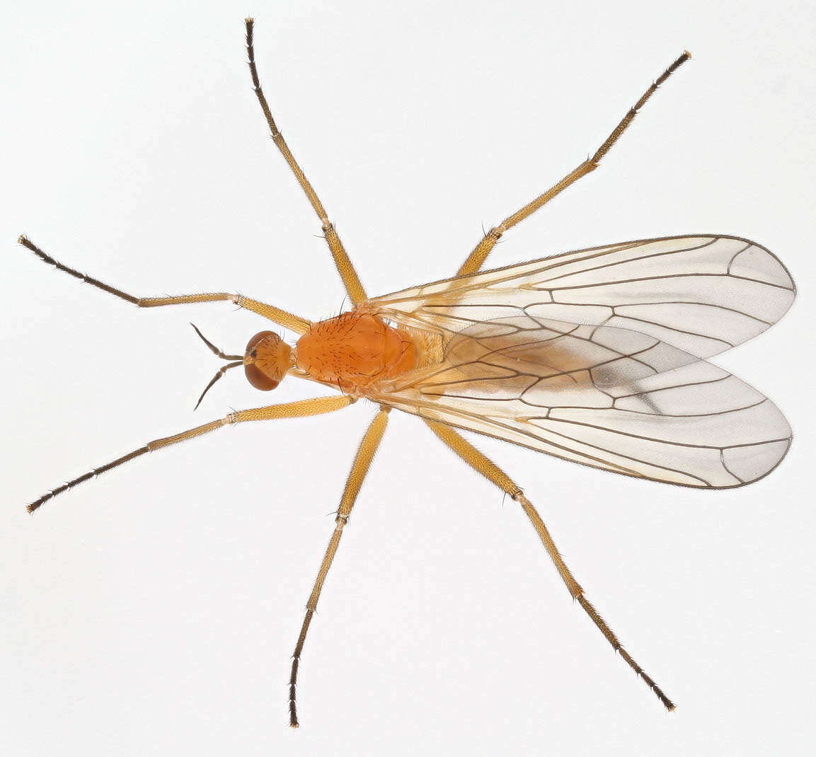 Image of Empis lutea Meigen 1804