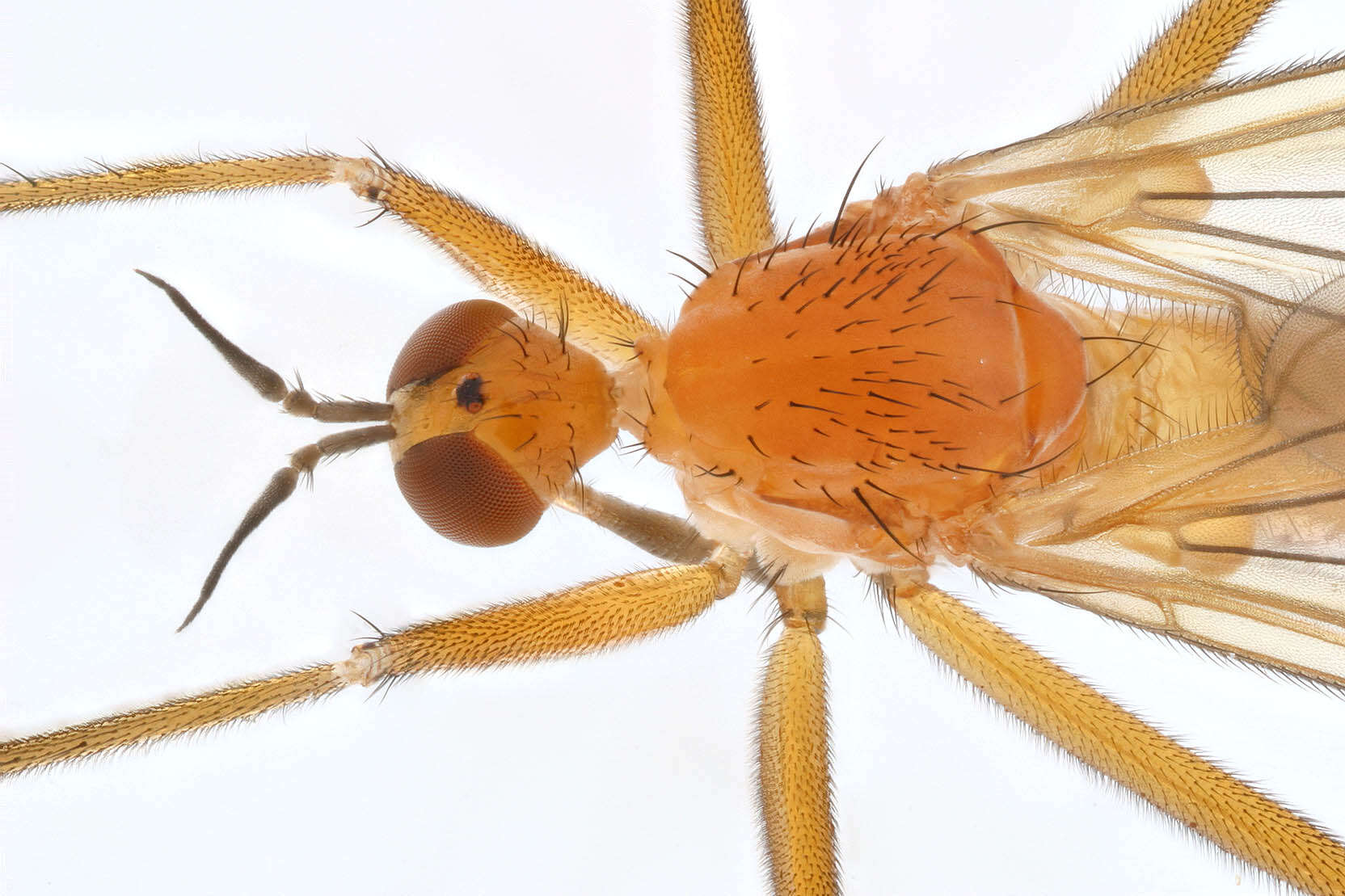 Image of Empis lutea Meigen 1804