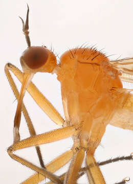 Image of Empis lutea Meigen 1804