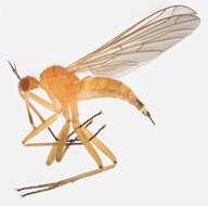 Image of Empis lutea Meigen 1804