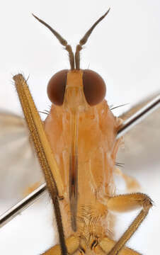 Image of Empis lutea Meigen 1804