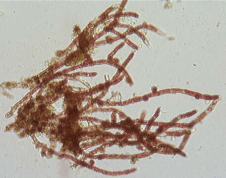 Image of Trentepohlia abietina