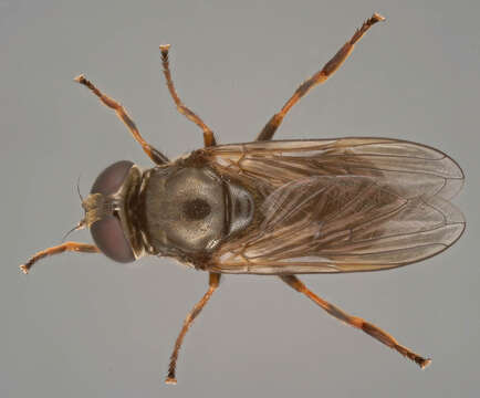 Image of Cheilosia vernalis (Fallen 1817)