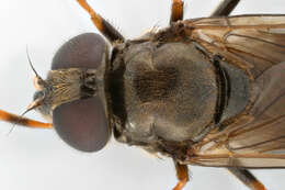 صورة Cheilosia vernalis (Fallen 1817)