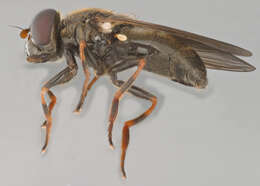 صورة Cheilosia vernalis (Fallen 1817)