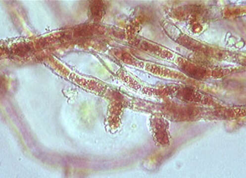 Image of Trentepohlia abietina