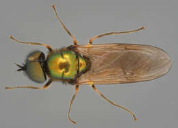 Image of Soldier fly