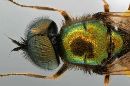 Sivun Chloromyia formosa (Scopoli 1763) kuva