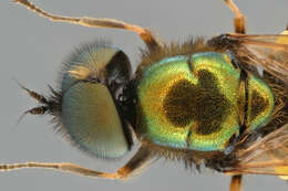 Image of Soldier fly