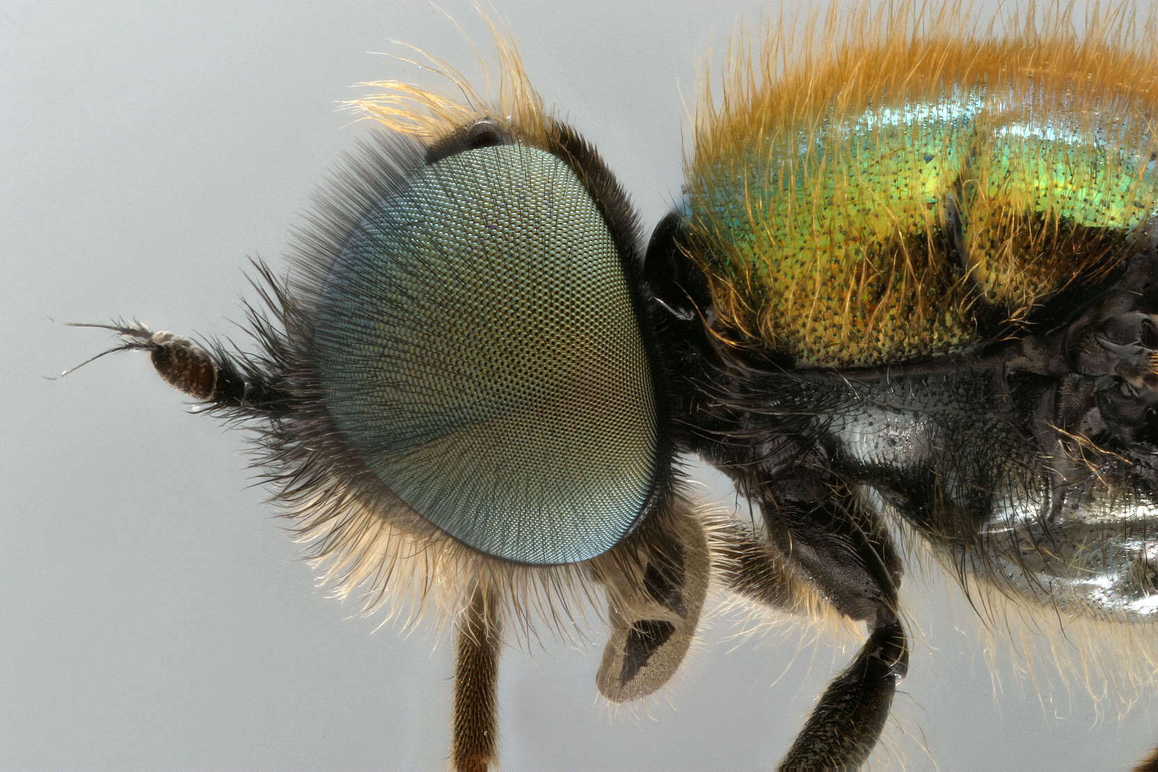 Imagem de Chloromyia formosa (Scopoli 1763)