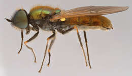 Image of Soldier fly