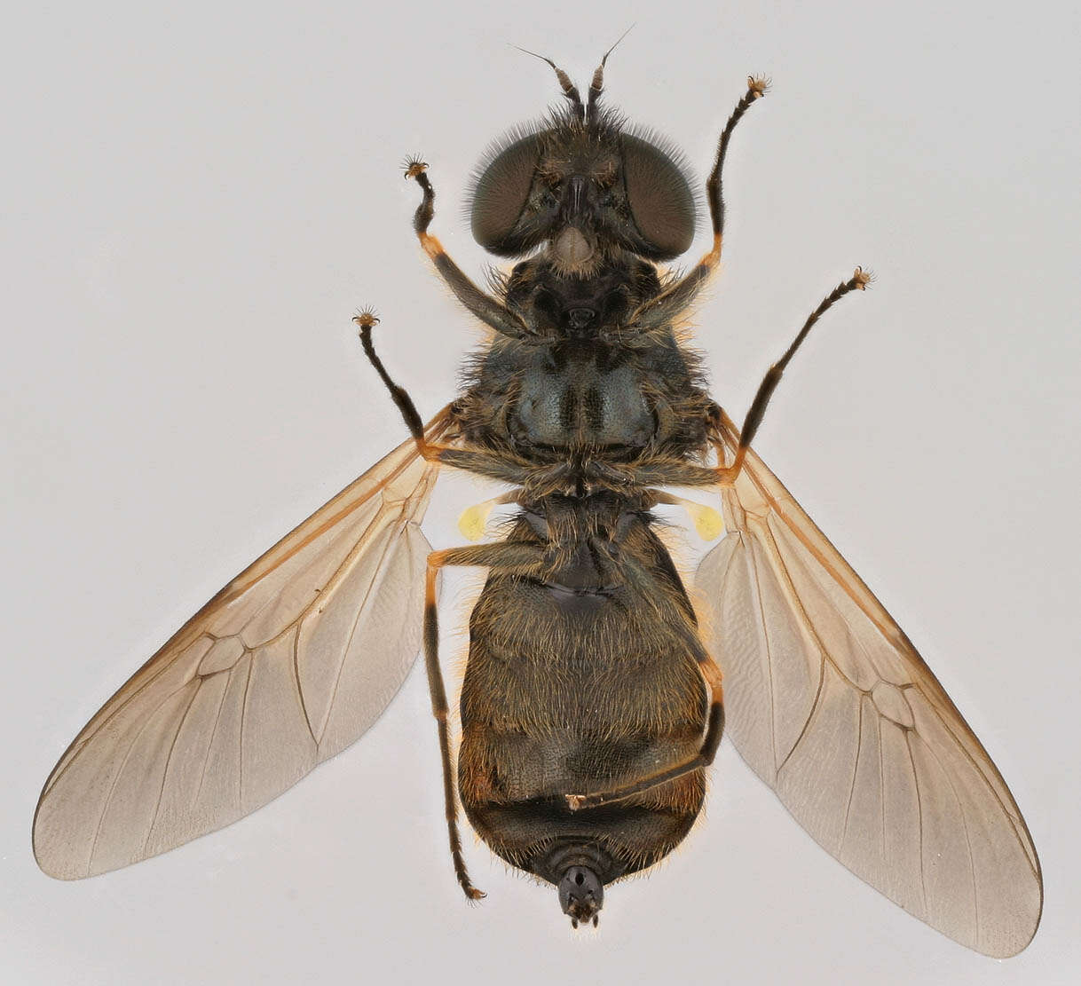 Image of Soldier fly