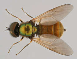 Image of Soldier fly