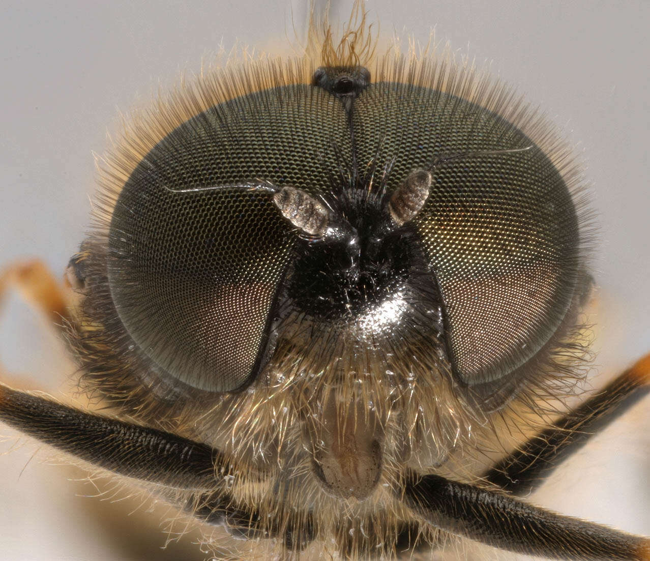 Image of Soldier fly