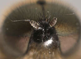 Image of Soldier fly