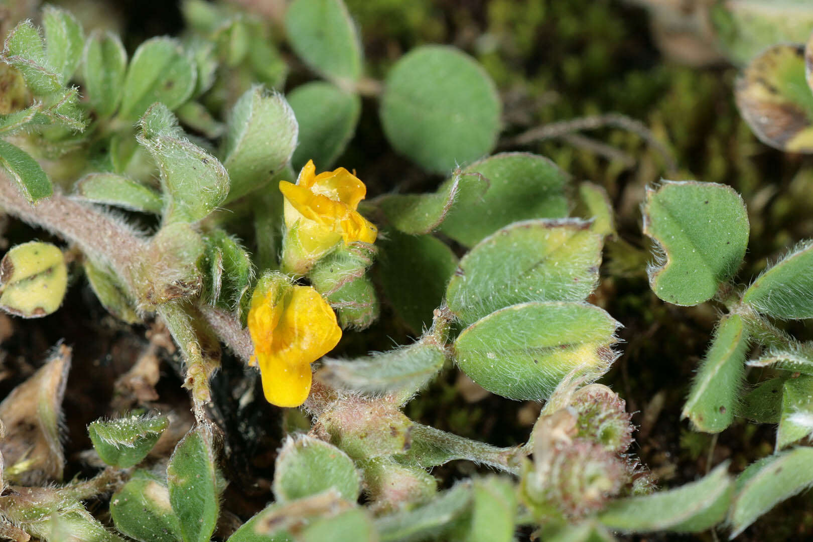 Image of bur medick