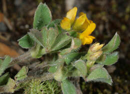 Image of bur medick