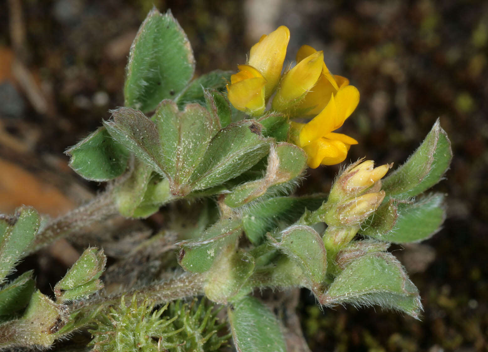 Image of bur medick