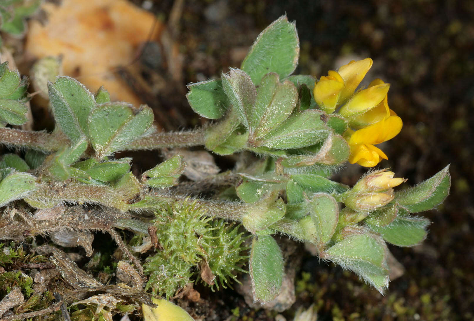 Image of bur medick