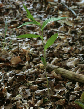 Imagem de Epipactis phyllanthes G. E. Sm.