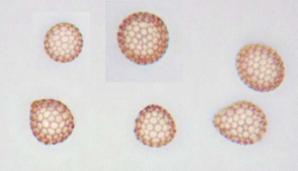 صورة Microbotryum major (J. Schröt.) G. Deml & Oberw. 1982