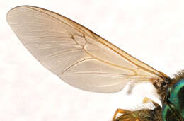 Image of Soldier fly