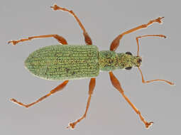 Image of Pale Green Weevil