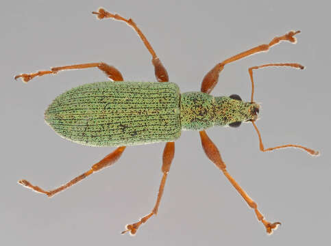 Image of Pale Green Weevil