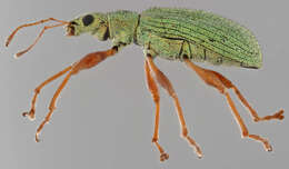 Image of Pale Green Weevil