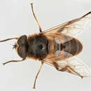 Image of drone fly