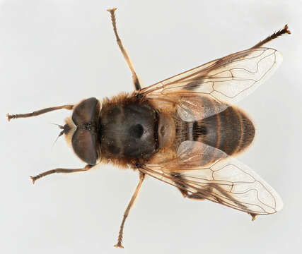 Image of drone fly