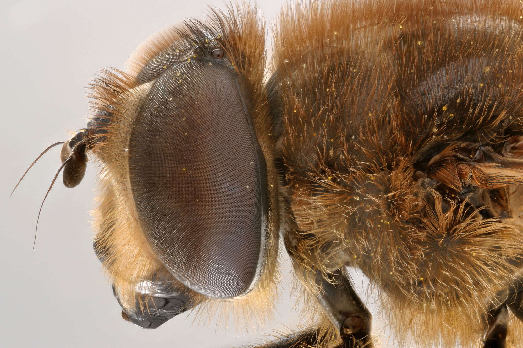 Imagem de Eristalis tenax (Linnaeus 1758)